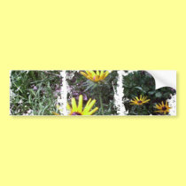 Buddy's Black Eyed Susans bumper stickers