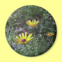 Buddy's Black Eyed Susans magnets