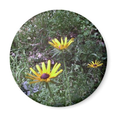 Buddy's Black Eyed Susans Fridge Magnets by eelkat