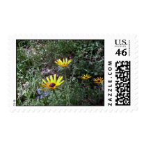 Buddy's Black Eyed Susans postage