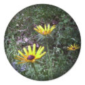 Buddy's Black Eyed Susans stickers by eelkat Buddy's Black Eyed Susans stickers