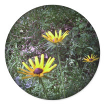 Buddy's Black Eyed Susans stickers by eelkat Buddy's Black Eyed Susans stickers