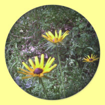 Buddy's Black Eyed Susans stickers