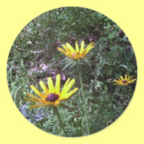 Buddy's Black Eyed Susans stickers