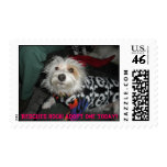 Buddy's Stamp!  Rescues rock! Adopt one today!