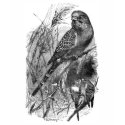 Budgerigar (budgie, parakeet) t-shirts