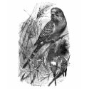 Budgerigar (budgie, parakeet) t-shirts