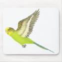 Budgerigar flying - Melopsittacus undulatus mousepads