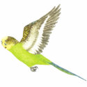 Budgerigar flying - Melopsittacus undulatus t-shirts by LisasLair Budgerigar flying - Melopsittacus undulatus t-shirts