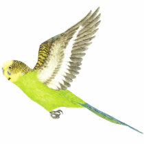 Budgerigar flying - Melopsittacus undulatus t-shirts
