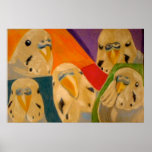 Budgie Budgerigar Poster