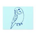 Budgie Drawing postcards