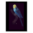 Budgie in color cards
