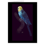 Budgie in color greeting card
