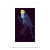 Budgie on a branch posters by hkfass Budgie on a branch posters