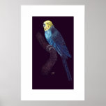 Budgie on a branch poster