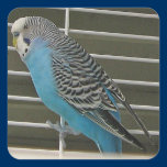 Budgie Sticker stickers