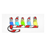 Budgies- Christmas Custom Rack Cards