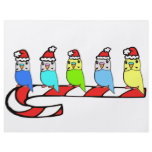 Budgies- Christmas Flyers
