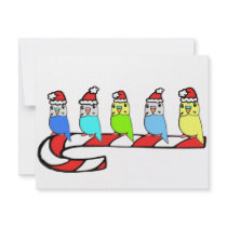 Budgies- Christmas invitations by nature_art Budgies- Christmas invitations