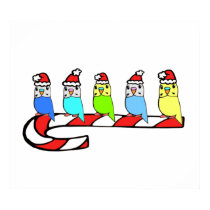 Budgies- Christmas posters