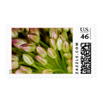 Buds Event and Wedding Postage Stamp by TDSwhite Buds Event and Wedding Postage Stamp