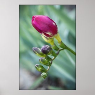 Buds of Spring Poster print