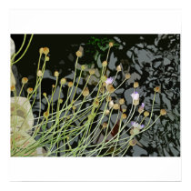Buds Over Water Poster/Print
