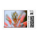 buds postage