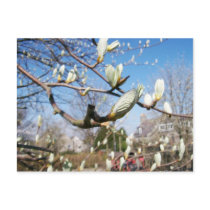 Buds postcards by zaafirahwmd Buds postcards