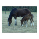 Budweiser Horses posters by annette1234 Budweiser Horses posters