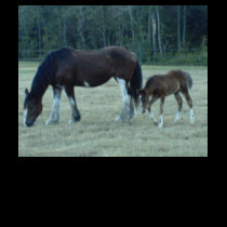 Budweiser  Horses