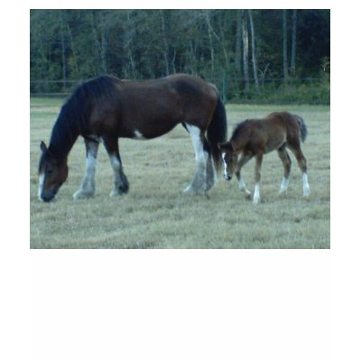 Budweiser  Horses Shirt by annette1234