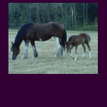 Budweiser  Horses