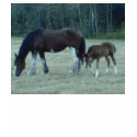Budweiser  Horses t-shirts