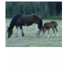ladies_fitted_babydoll - Budweiser  Horses.