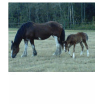 Budweiser  Horses Shirt