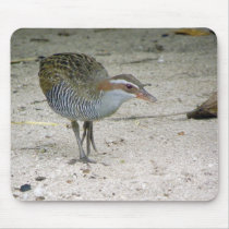 Buff-banded Rail (Gallirallus philippensis) Mousepad