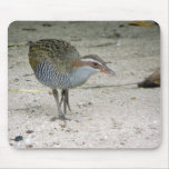 Buff-banded Rail (Gallirallus philippensis) Mousepad