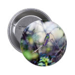 Buff Bellied Hummingbird buttons