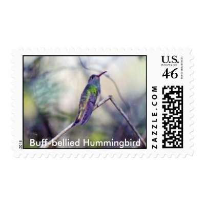 Buff Bellied Postage by naturegirl7