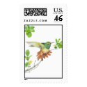 buff bellied postage by birdartist buff bellied postage