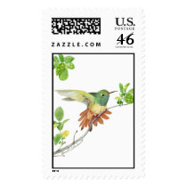 buff bellied postage by birdartist buff bellied postage
