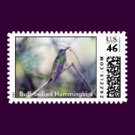 Buff Bellied Postage stamps
