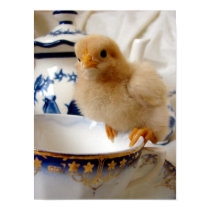 Buff Chick At Tea posters