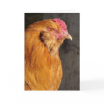 Buff Easter Egger Rooster Card