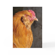 Buff Easter Egger Rooster cards