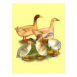 Buff Orpington Duck Family Post Card