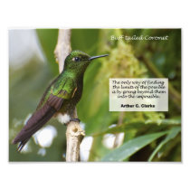Buff-tailed Coronet Art Photo