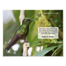 Buff-tailed Coronet Art Photo
